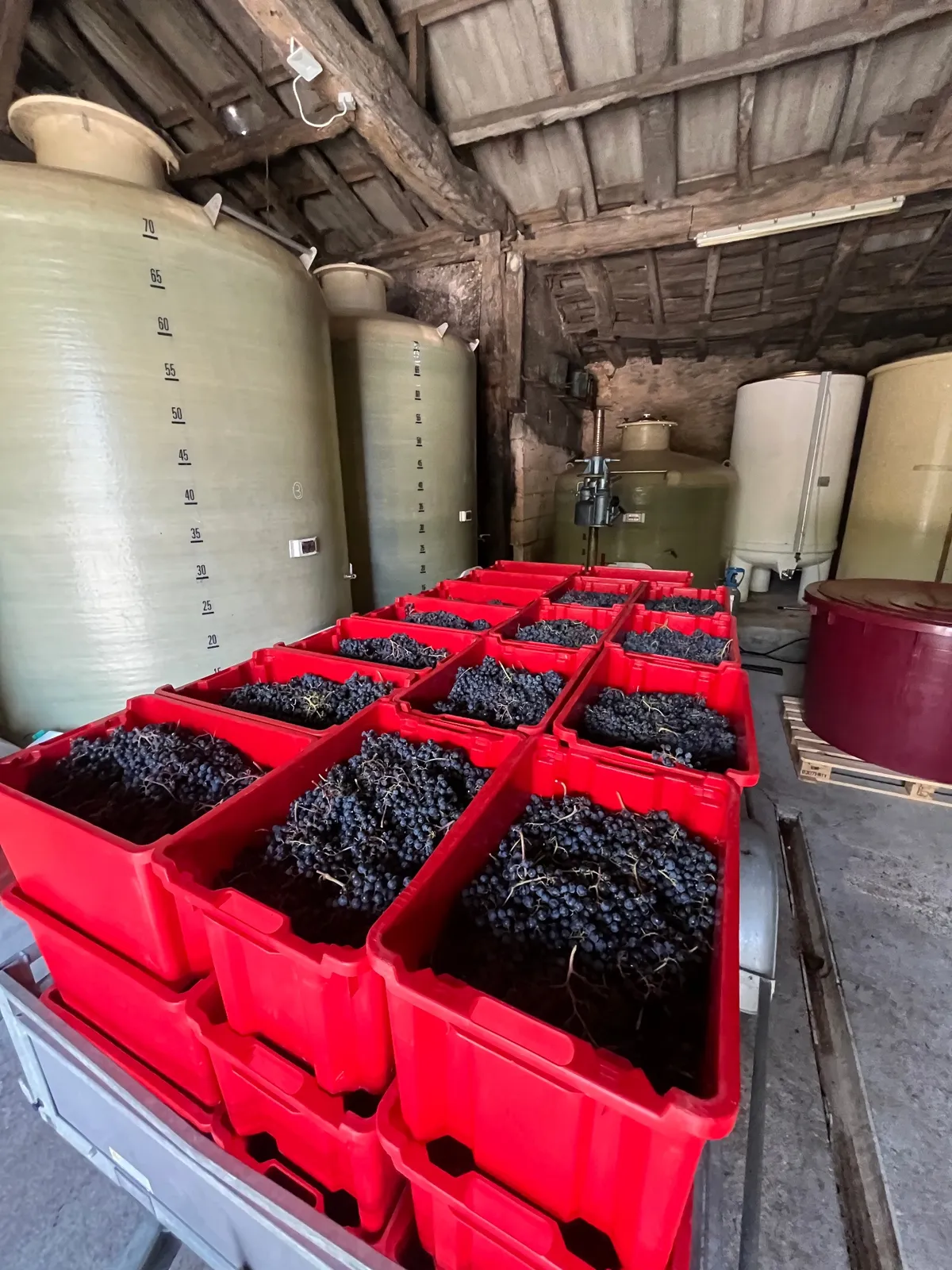 Working harvest at Puy Savage in Bordeaux
